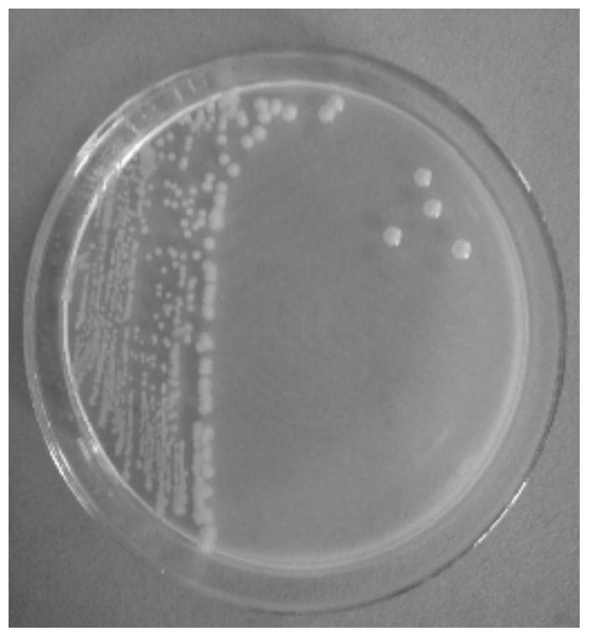 A marine degrading bacterium capable of degrading polycyclic aromatic hydrocarbons and its application