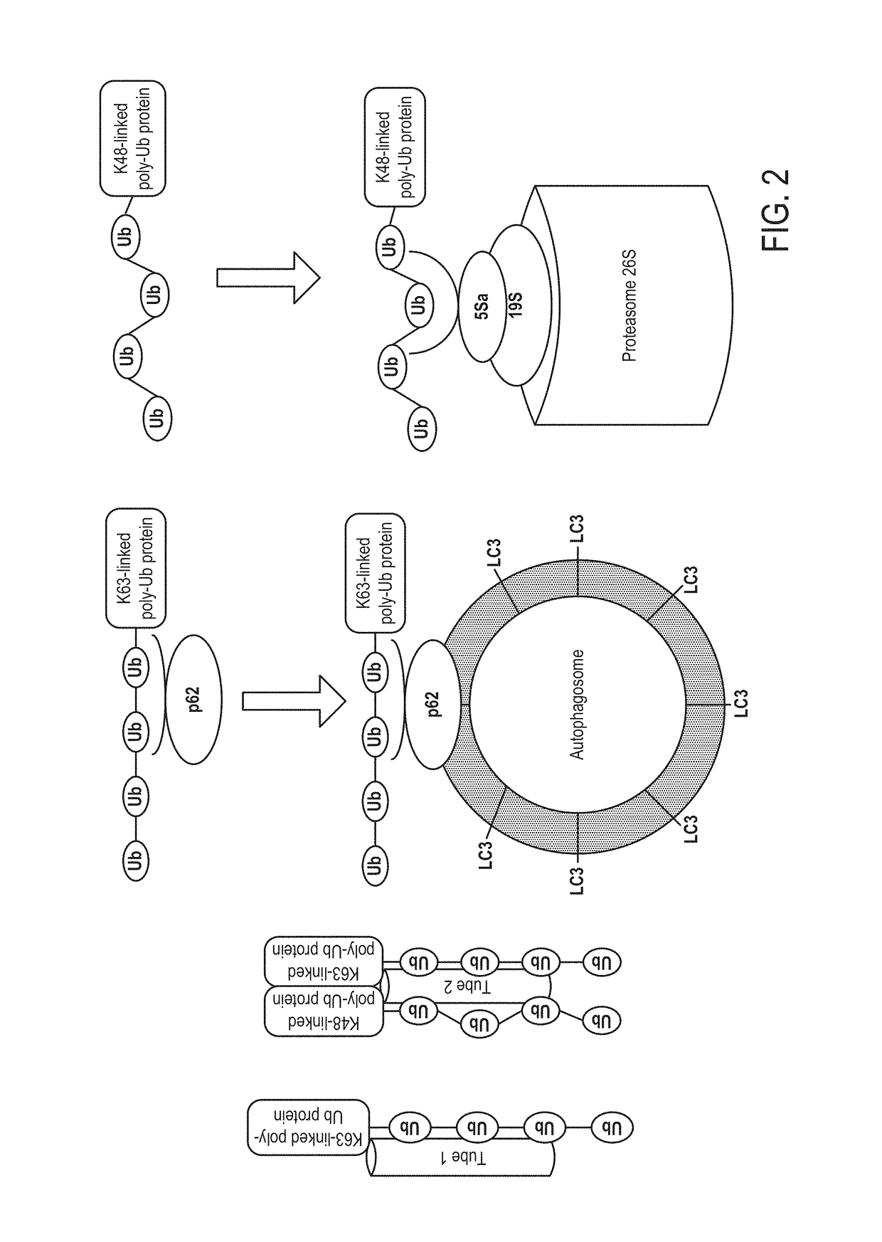 Ubiquitinylated proteins