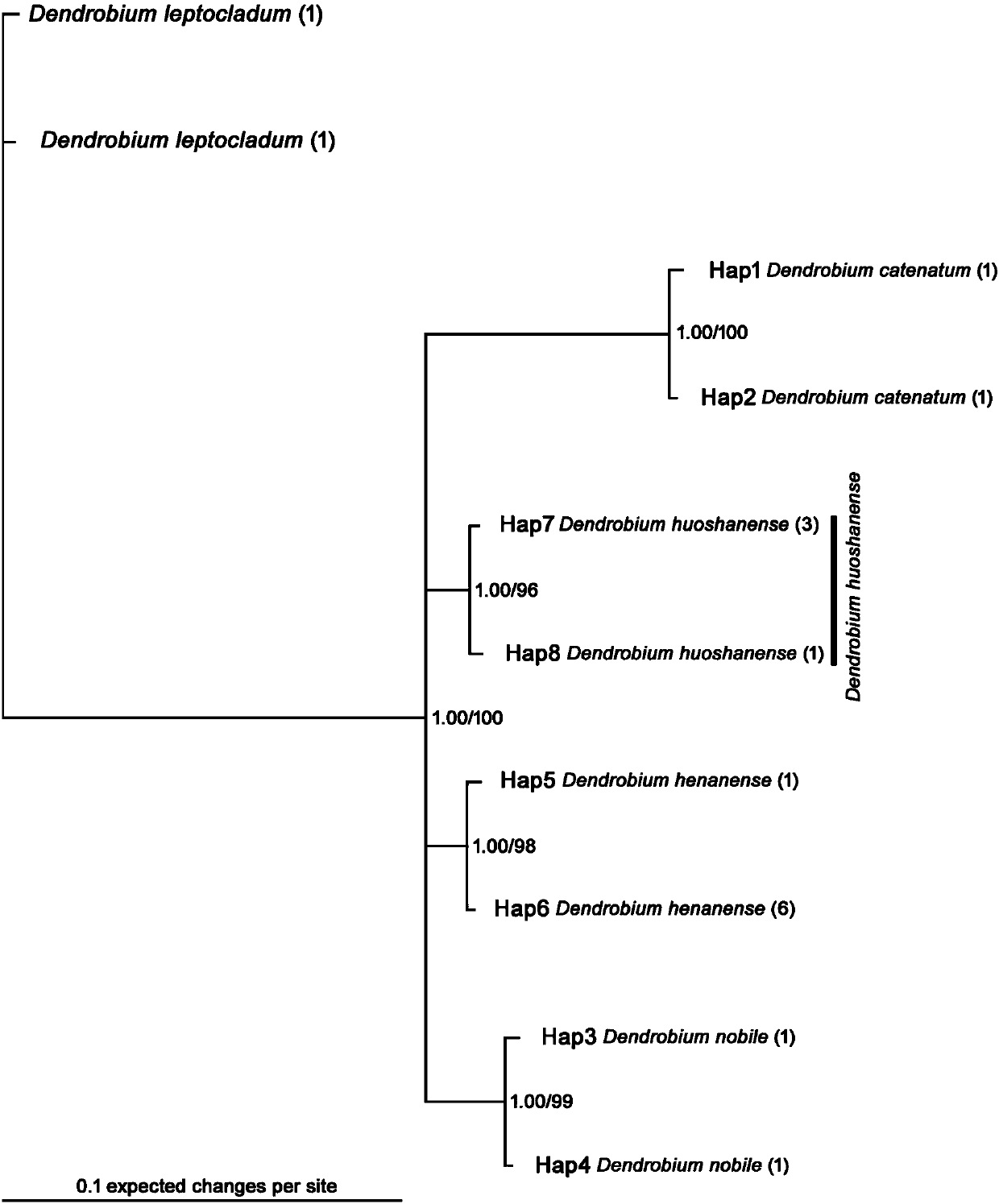 Phylogenetic tree and identification method for identifying dendrobium huoshanense or dendrobium candidum