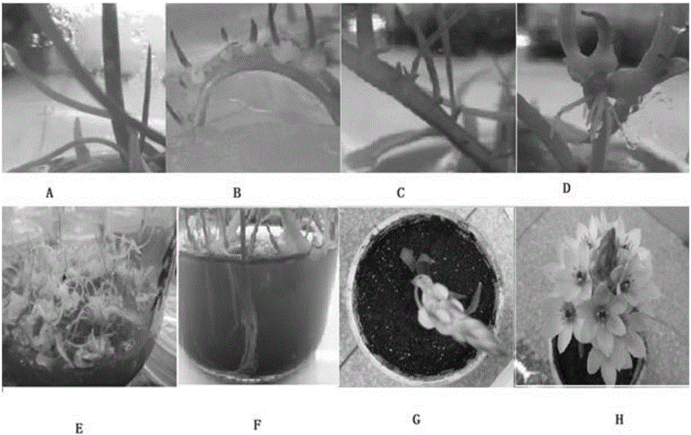Ornithogalum arabicum Linn. tissue culture rapid breeding method