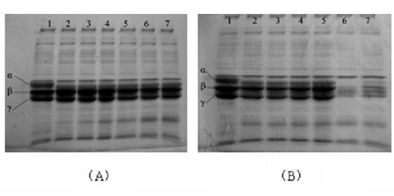 Agkistrodon acutus hemocoagulase gene and methods for preparing expression vector, host cell and recombinant protein thereof