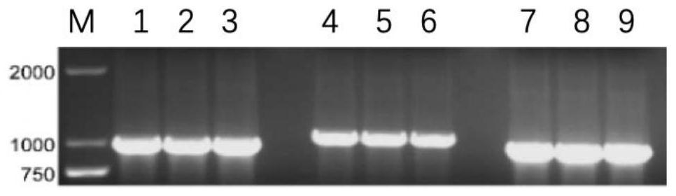 ACPP-anti-p21Ras single-chain antibody fusion protein capable of entering tumor cells and preparation method thereof