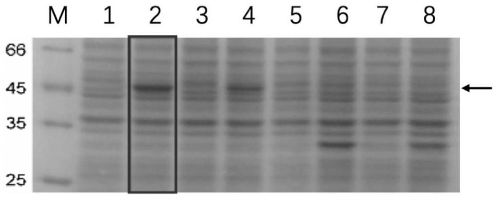 ACPP-anti-p21Ras single-chain antibody fusion protein capable of entering tumor cells and preparation method thereof