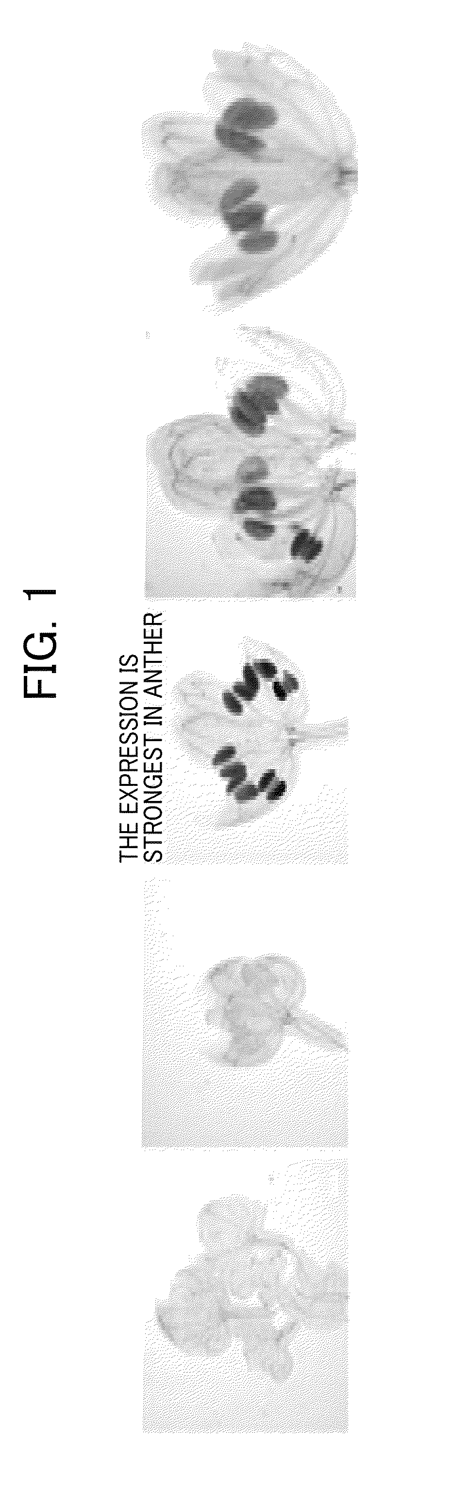 Method of restoring male sterility in gramineous plants and male sterility restorative agent