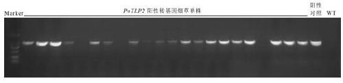 Panax notoginseng thaumatin-like protein gene PnTLP2 and application thereof