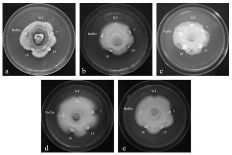 Panax notoginseng thaumatin-like protein gene PnTLP2 and application thereof