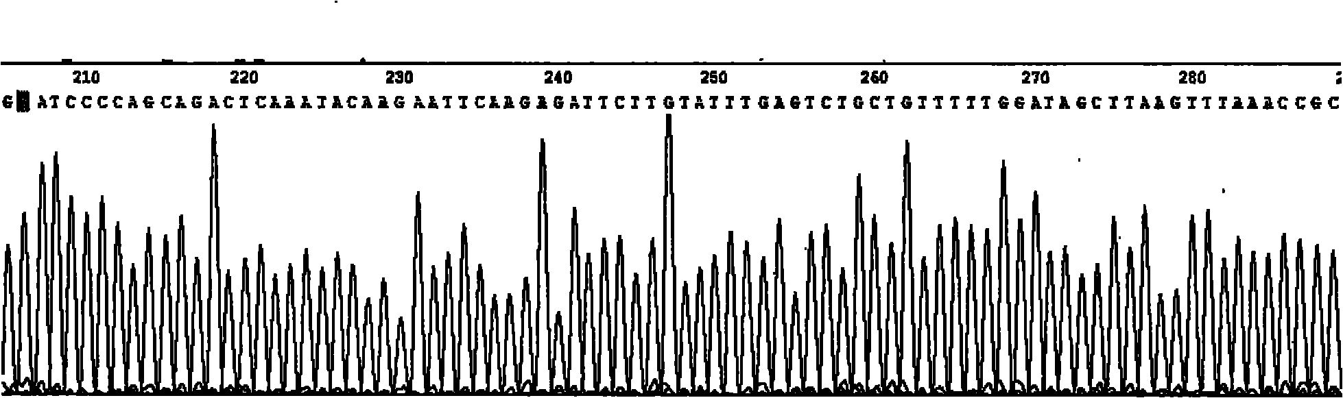 Construction of 21ShRNA fluorescent expression vector of long-term silencing esophageal cancer cell HIF-1Alpha gene