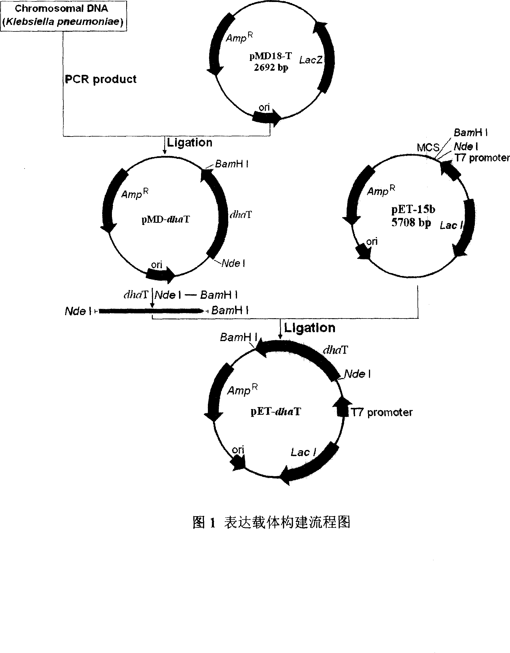 Engineering bacterium producing 1,3-methyl glycol oxidoreductase and preparation method for the enzyme