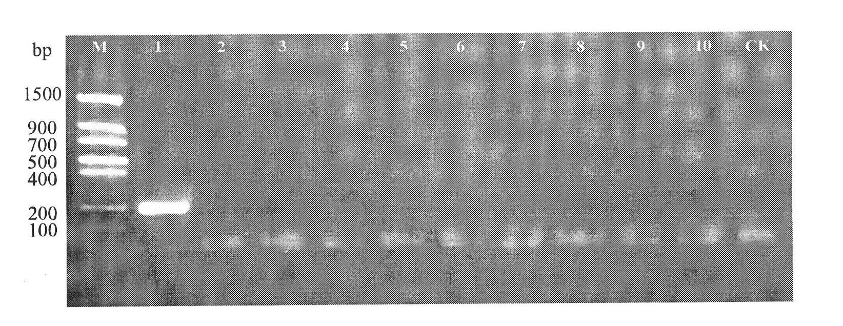 Primer sequence for identifying lactobacillus brevis and application thereof