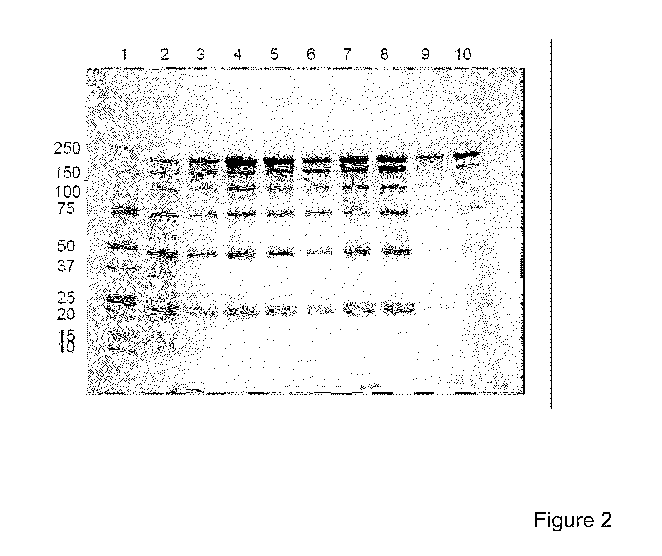 Methods For Purifying A Target Protein From One or More Impurities In A Sample
