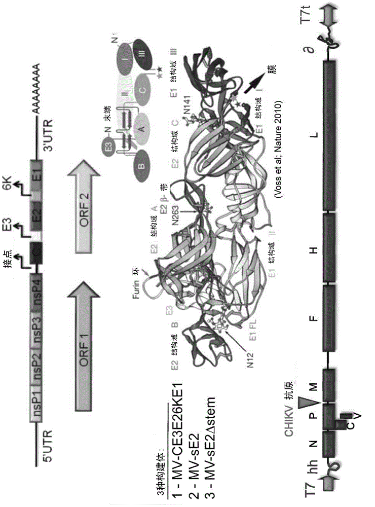 Recombinant measles virus expressing chikungunya virus polypeptides and their applications