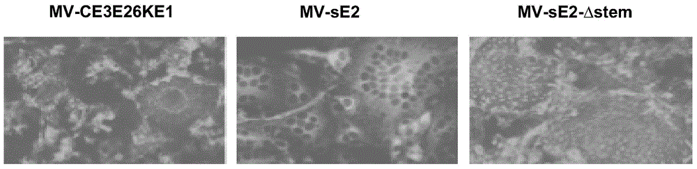 Recombinant measles virus expressing chikungunya virus polypeptides and their applications