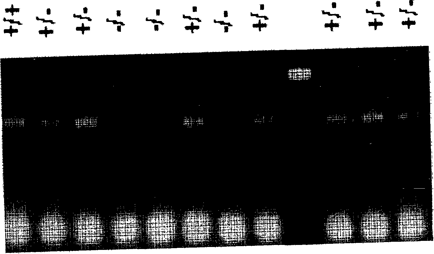 Agent containing VDUP1 protein or its encoding gene for differentiating hemopoietic stem cell into natural killer cell, and method for differentiating hemopoietic stem cell into natural killer cell by