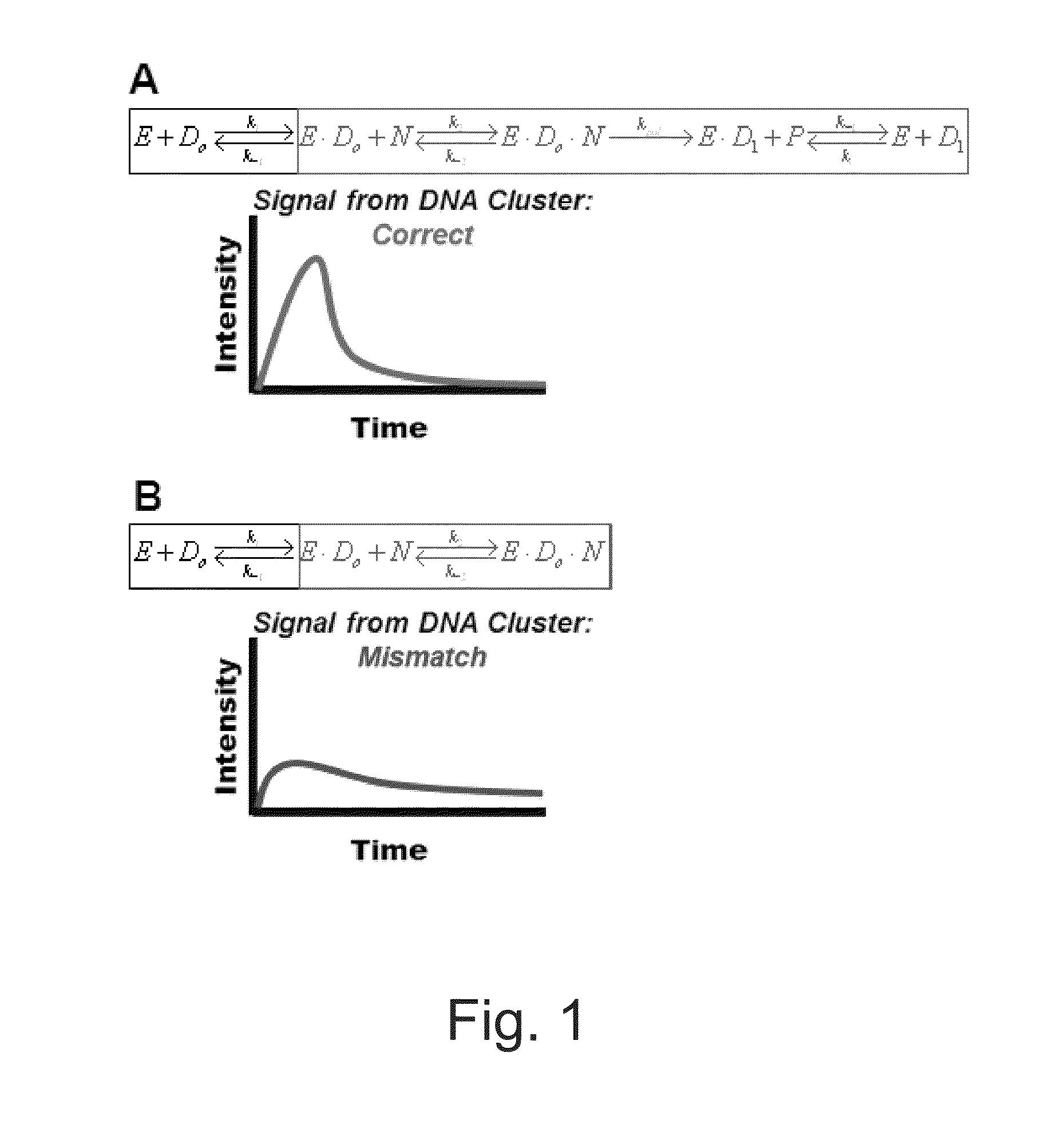 Apparatus and methods for kinetic analysis and determination of nucleic acid sequences