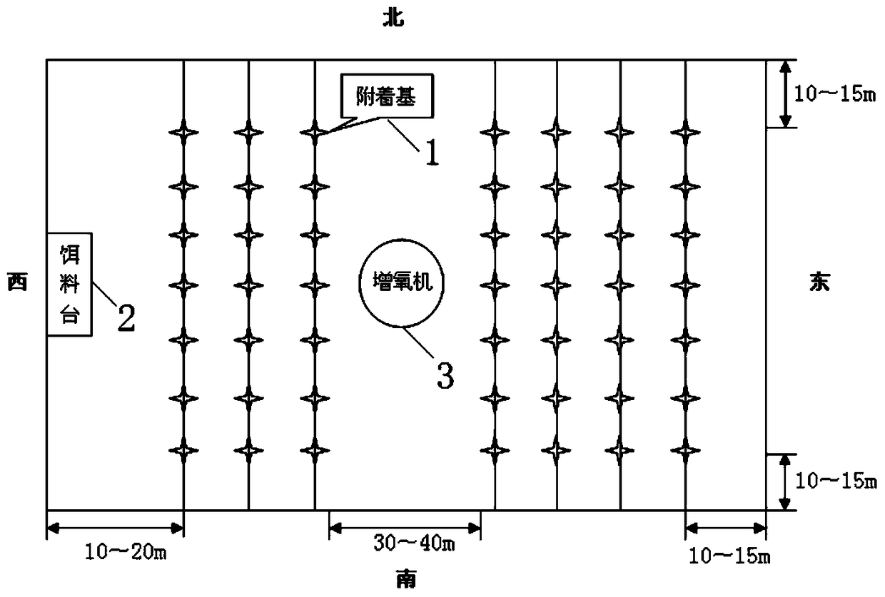 The culture method of crucian carp in the pond of attached substrate ecology