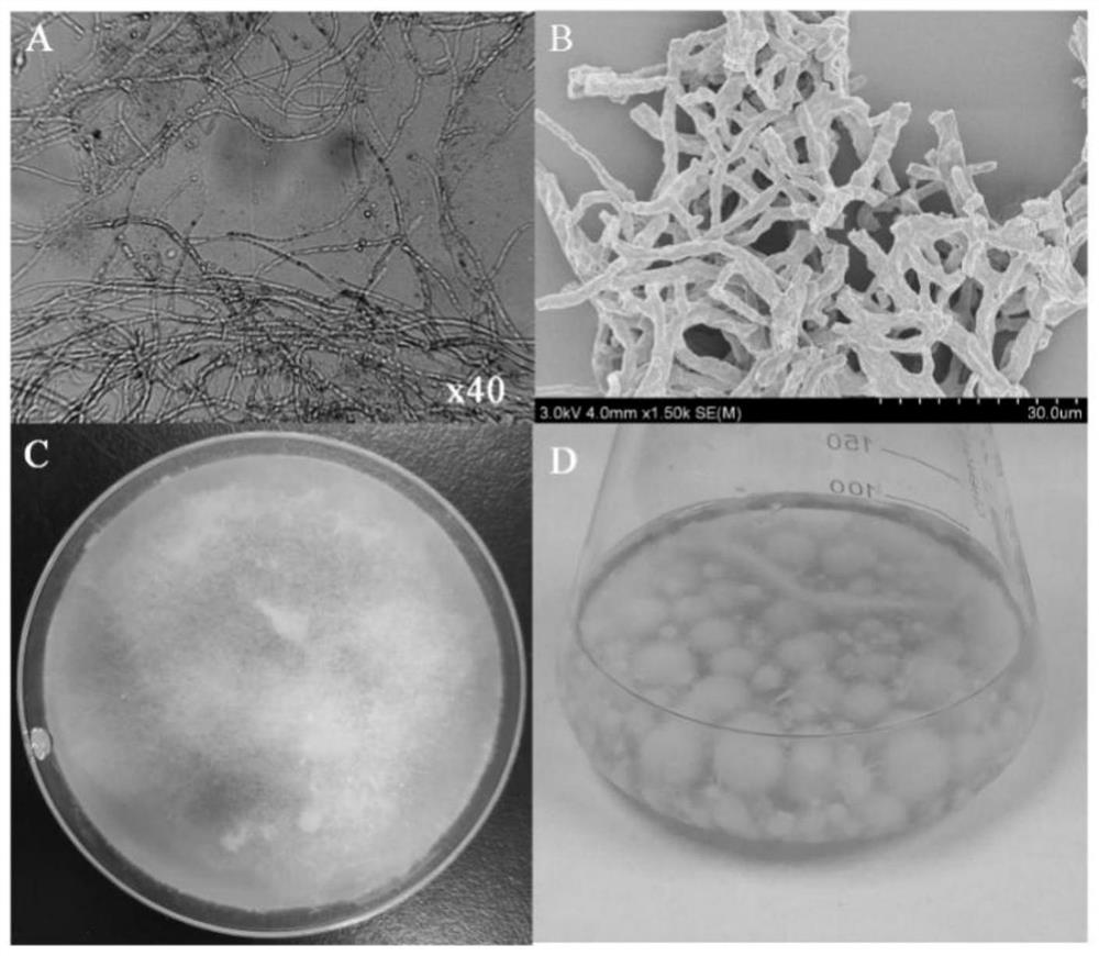 High tellurite tolerant bacterium-mediated synthesized biological tellurium nano-particles and antibacterial application of high tellurite tolerant bacterium-mediated synthesized biological tellurium nano-particles