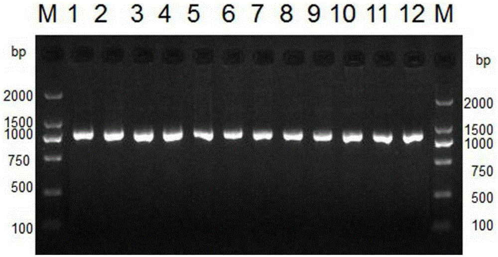 Method and kit for realizing sequencing-based typing of mitochondria 12S rRNA genome full-length sequence