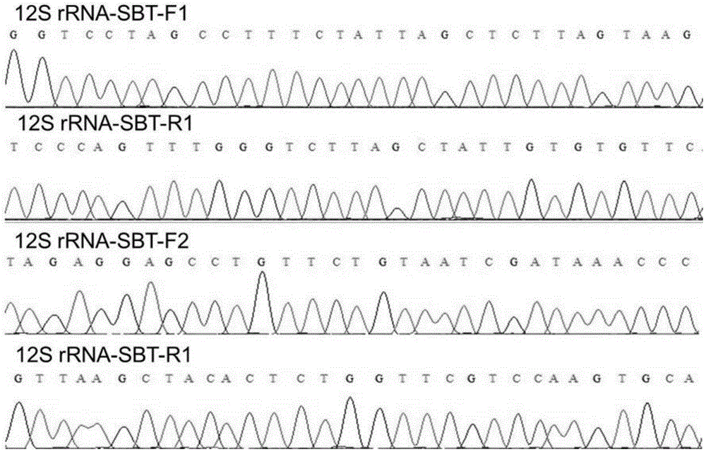 Method and kit for realizing sequencing-based typing of mitochondria 12S rRNA genome full-length sequence