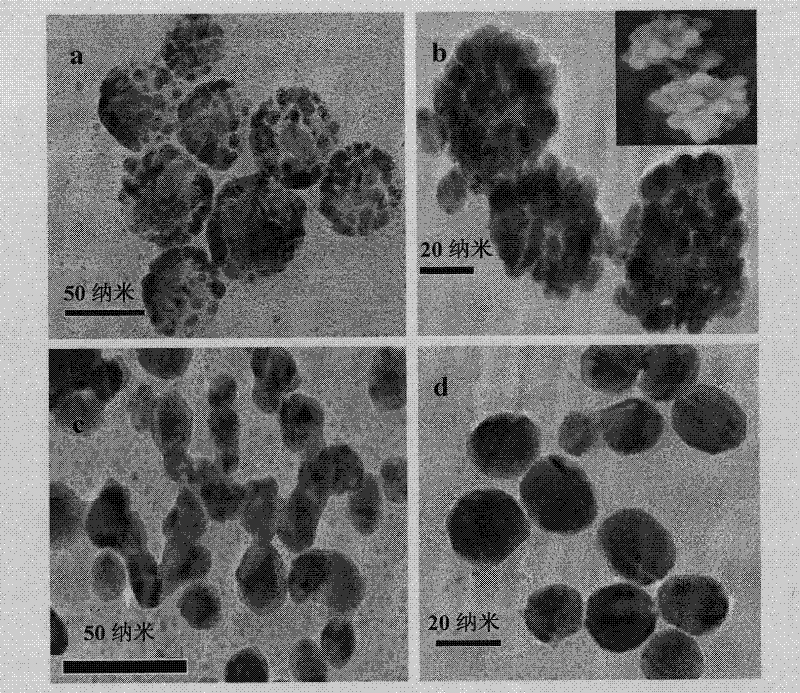 Method for preparing cauliflower nano gold-silver alloy with surface-enhanced Raman scattering activity