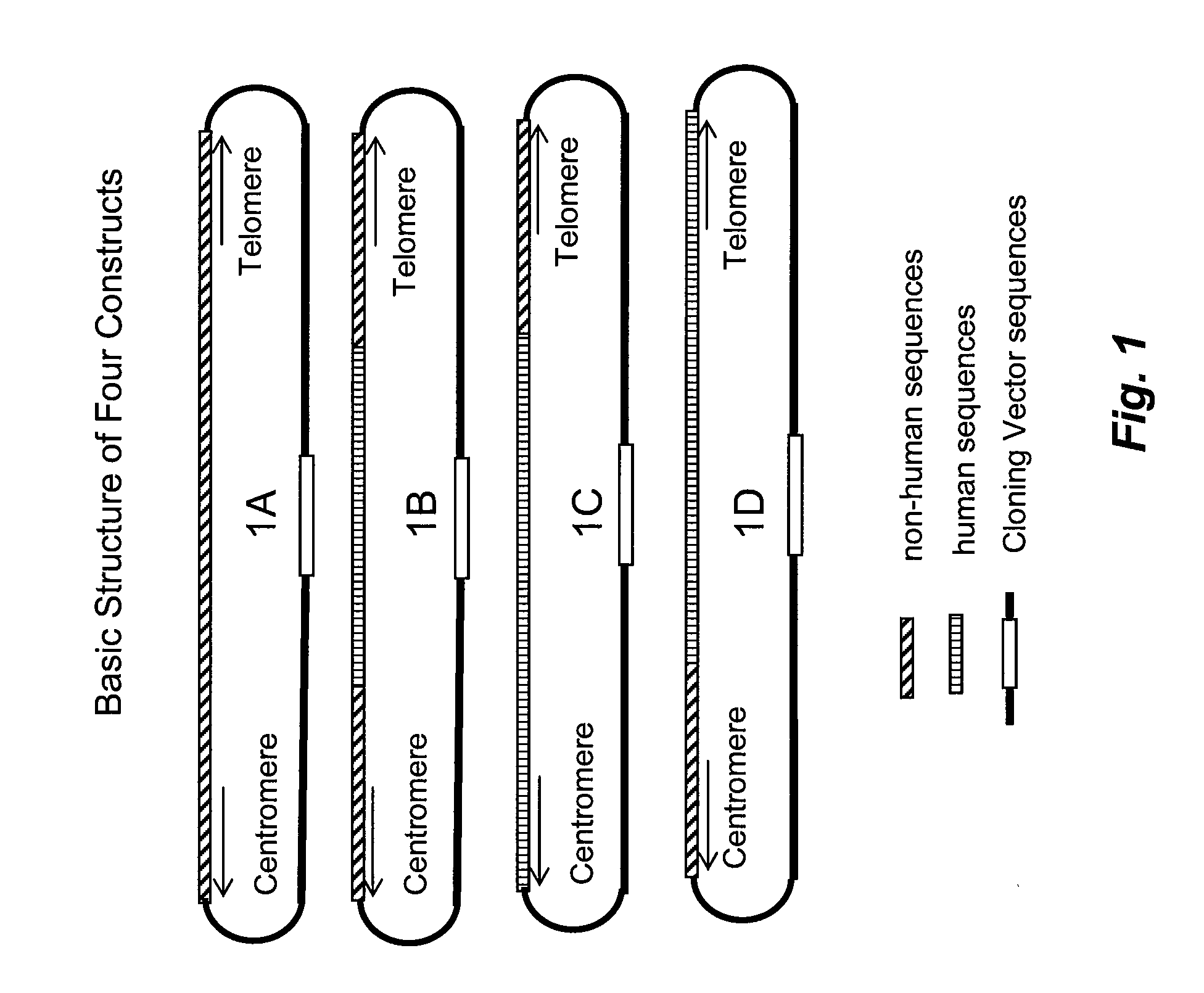 Methods for sequential replacement of targeted region by homologous recombination