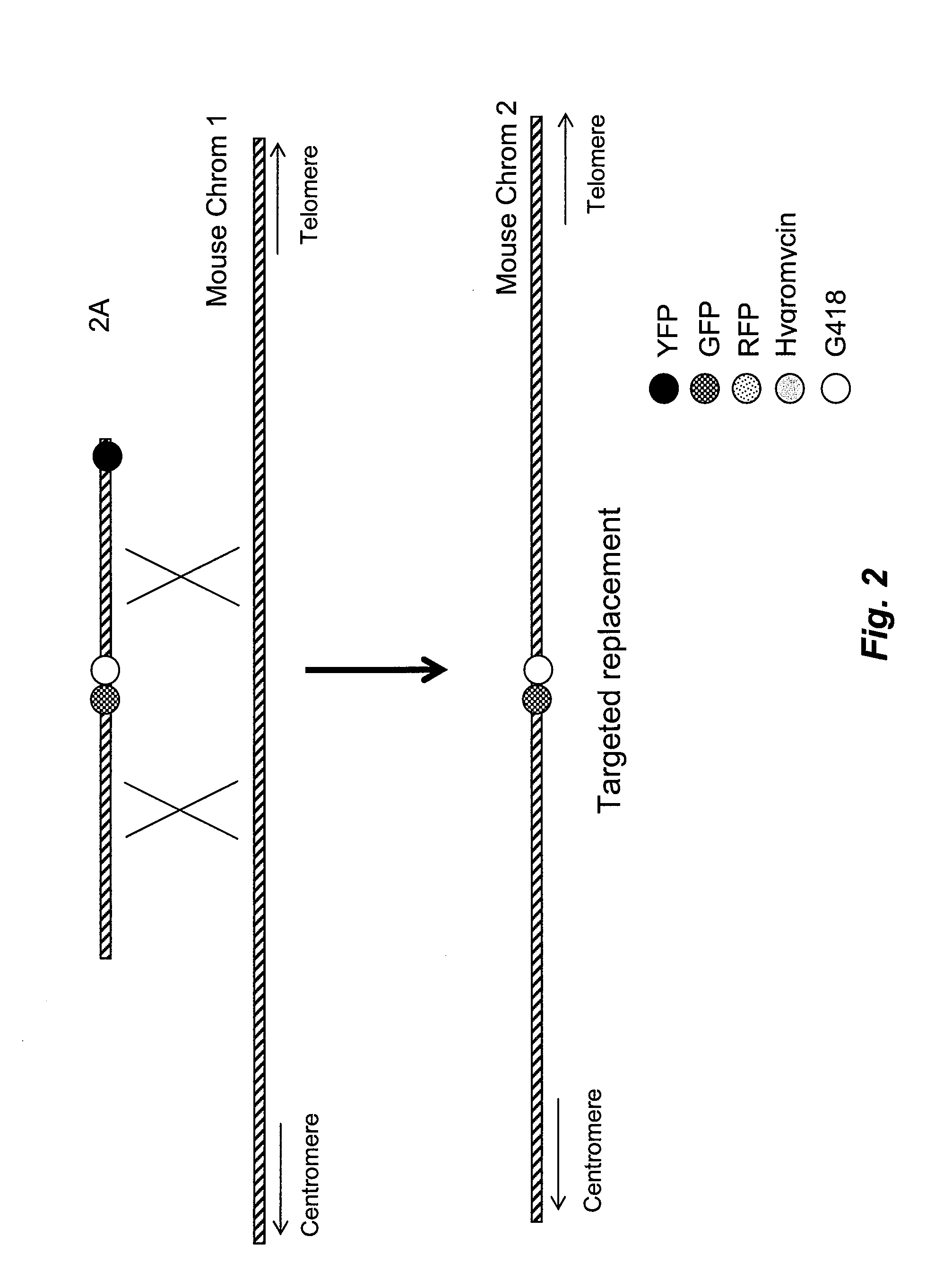 Methods for sequential replacement of targeted region by homologous recombination