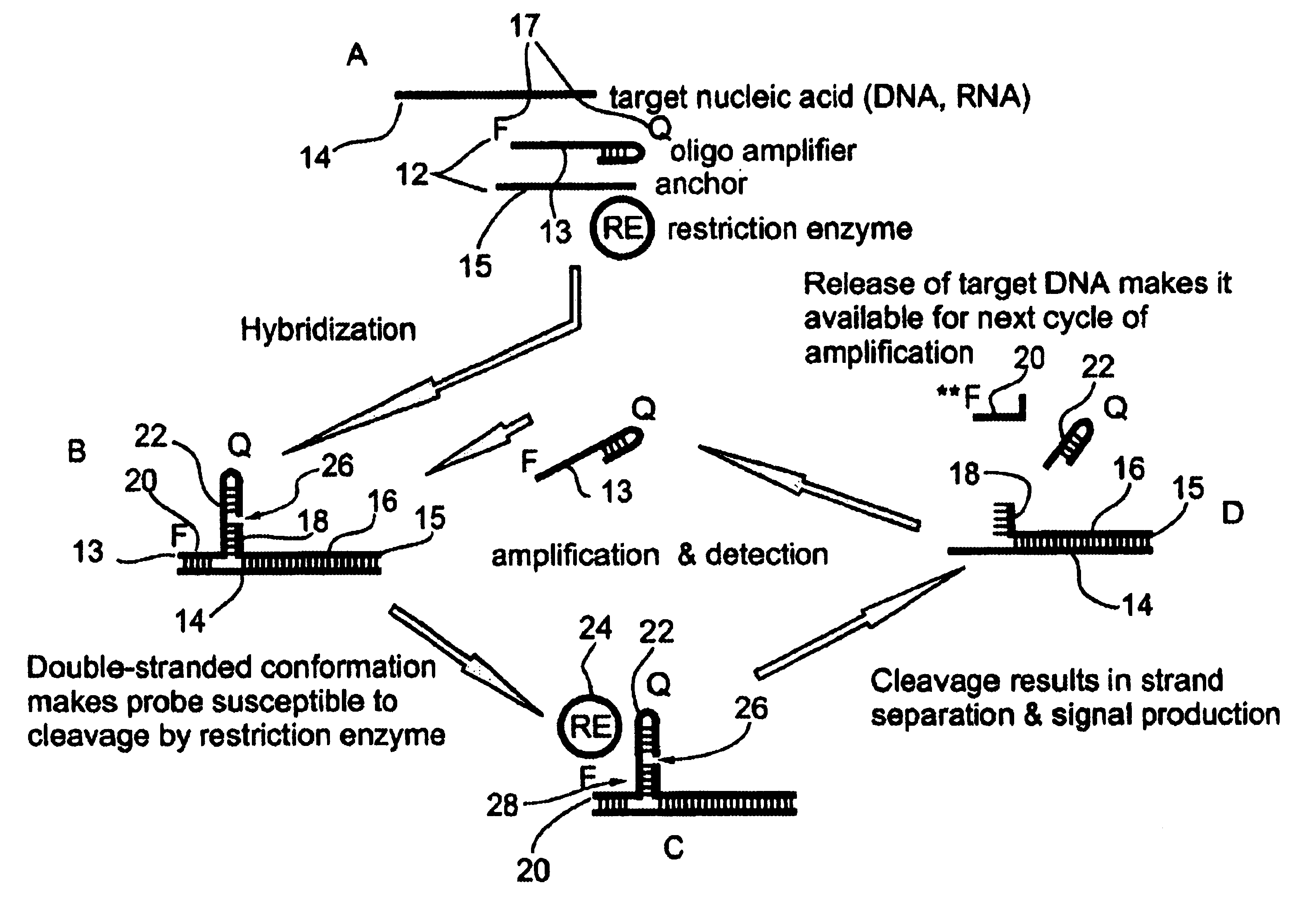 Oligonucleotides and assemblies thereof useful in the detection of the presence or absence of target nucleic acid sequences in a sample