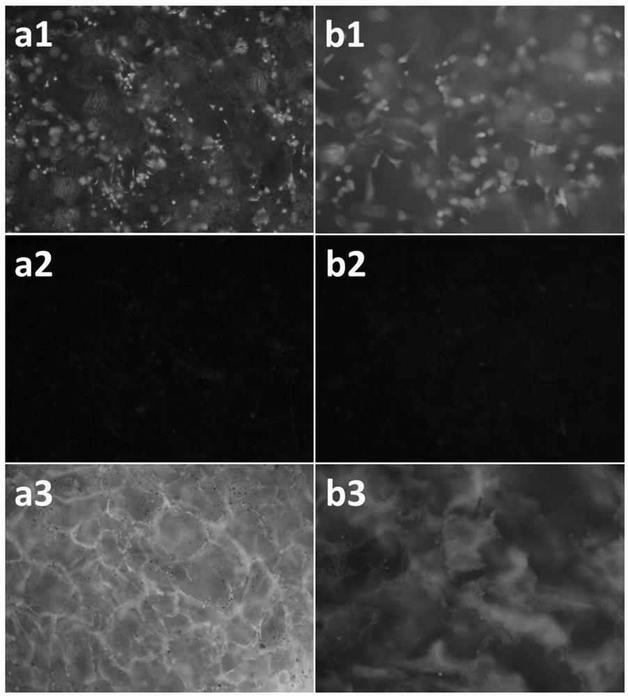 A biomimetic composite scaffold material doped with graphene and its construction method