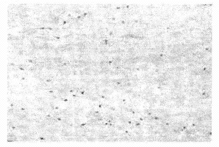 Cryopreservation solution of tissue engineering products and application method thereof