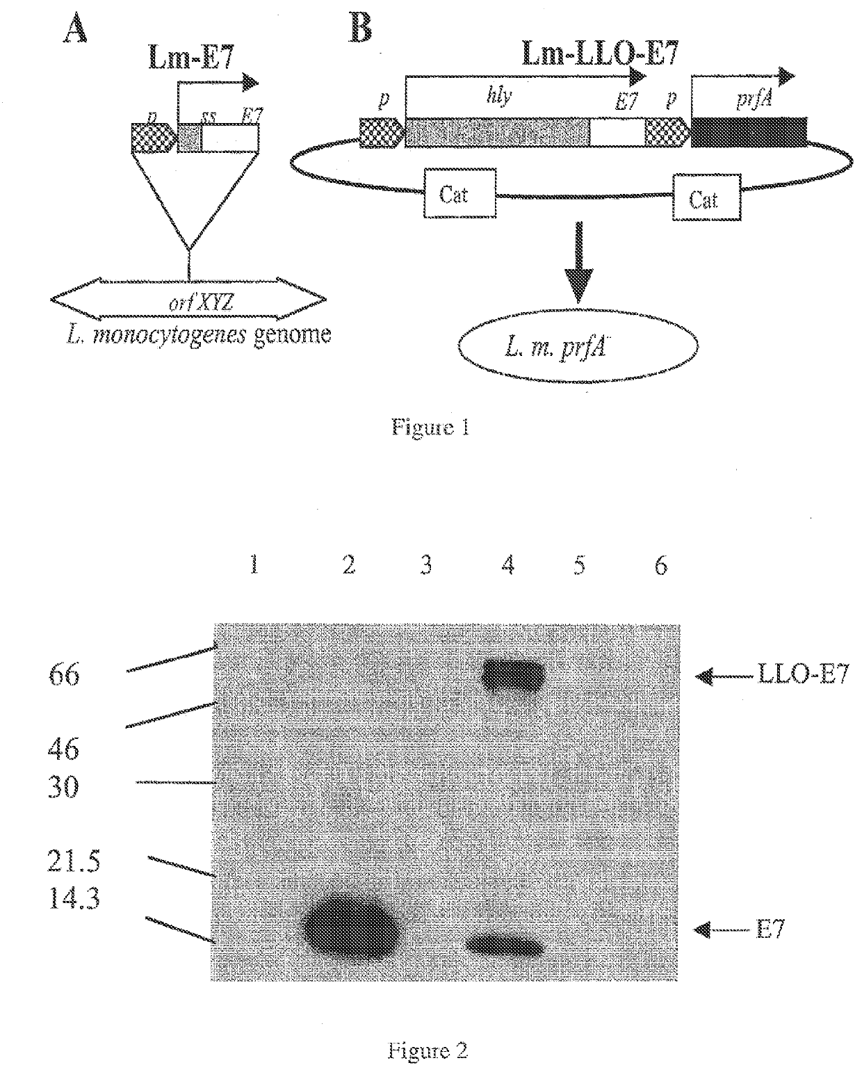 Combination of listeria-based vaccine with Anti-ctla-4 or Anti-cd137 antibodies