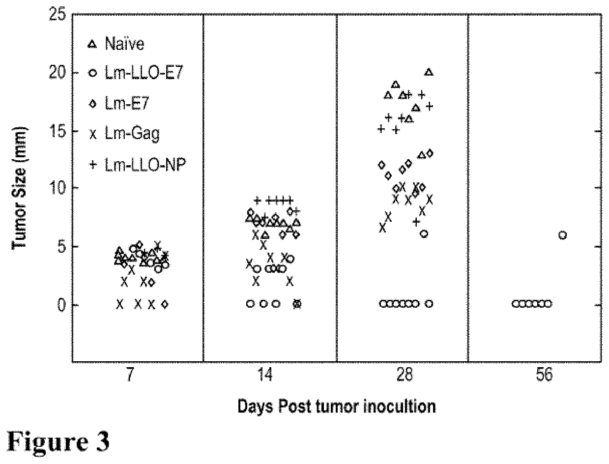 Combination of listeria-based vaccine with Anti-ctla-4 or Anti-cd137 antibodies