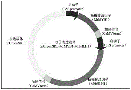 Method for cultivating tobacco rich in anthocyanin and application thereof