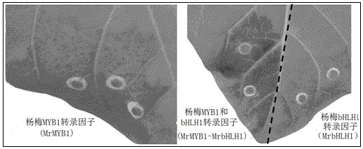 Method for cultivating tobacco rich in anthocyanin and application thereof