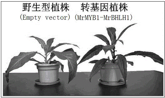 Method for cultivating tobacco rich in anthocyanin and application thereof