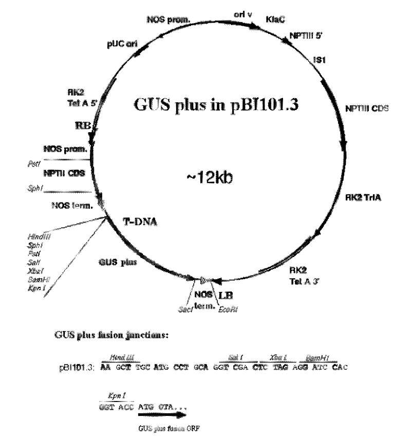 Promoter of oryza sativa rice root tip specific 3 (OsRTS3) expression gene and application thereof