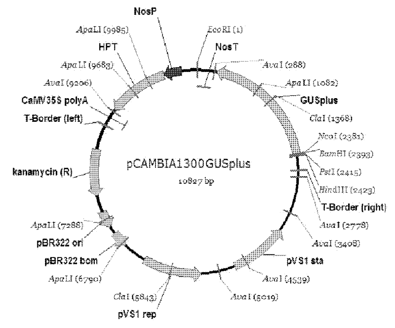 Promoter of oryza sativa rice root tip specific 3 (OsRTS3) expression gene and application thereof