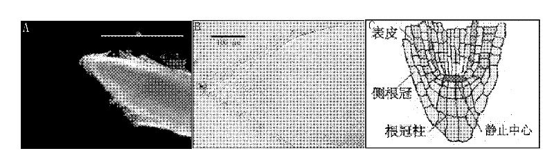 Promoter of oryza sativa rice root tip specific 3 (OsRTS3) expression gene and application thereof