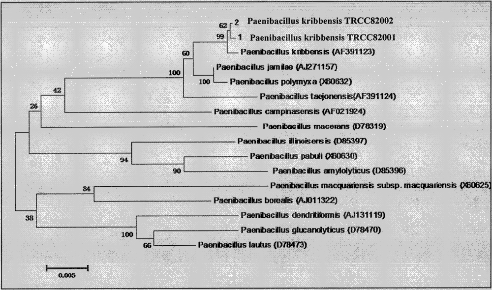 Paenibacillus kribbensis and its application