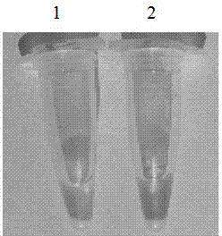 Detection kit used for detecting echinococcus shiquicus (larvae)