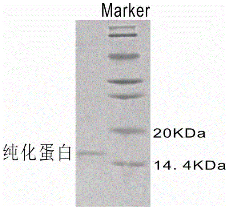 A kind of separation method of yak stomach lysozyme