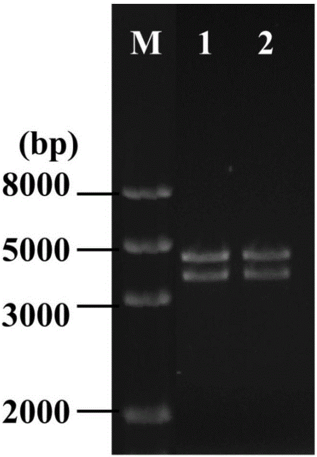 Penicillin-binding protein Bt-pbp2X and application thereof