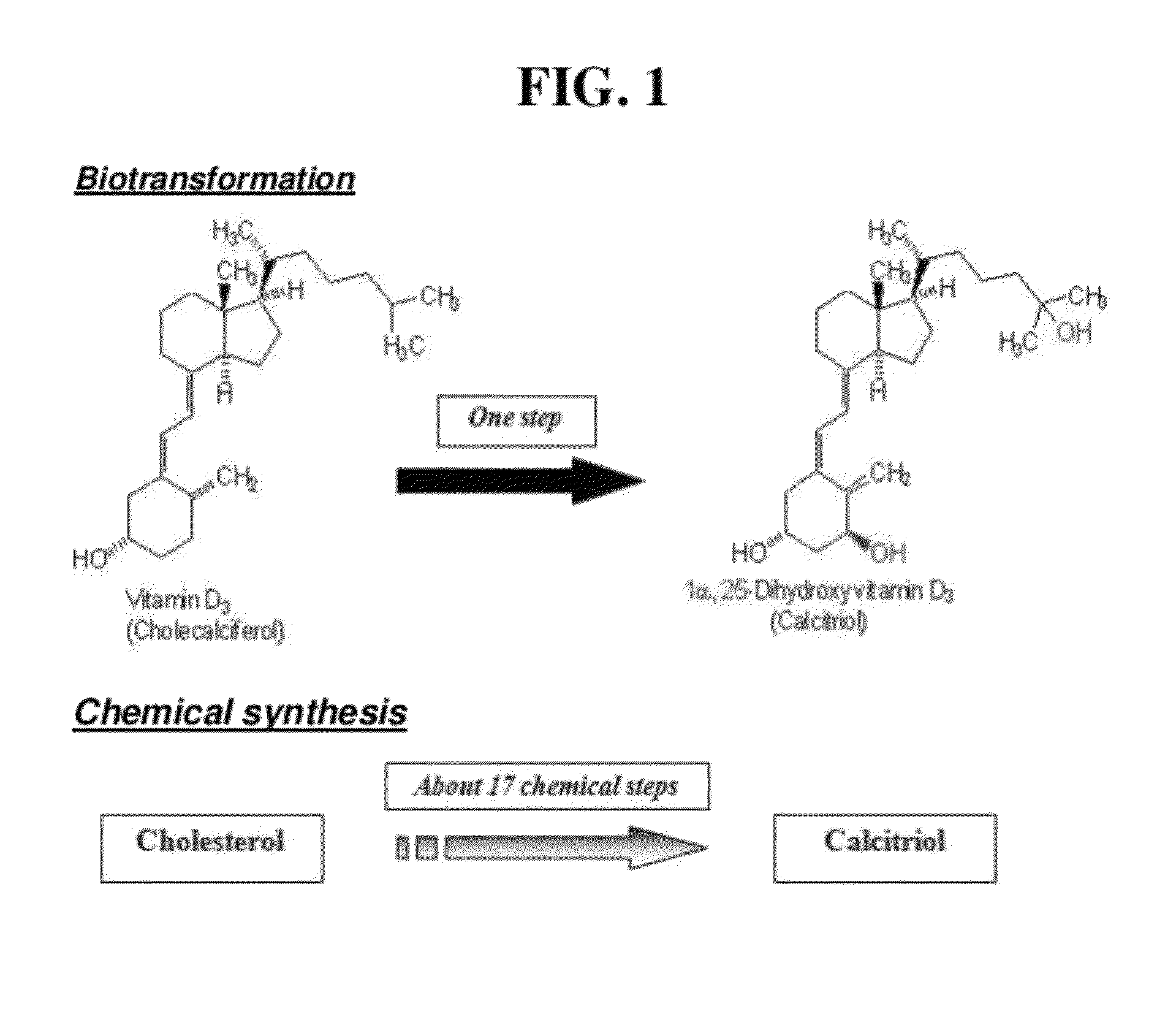 Buffer composition for catalyzing the preparation of calcitriol or calcifediol and method for preparing calcitriol or calcifediol using same