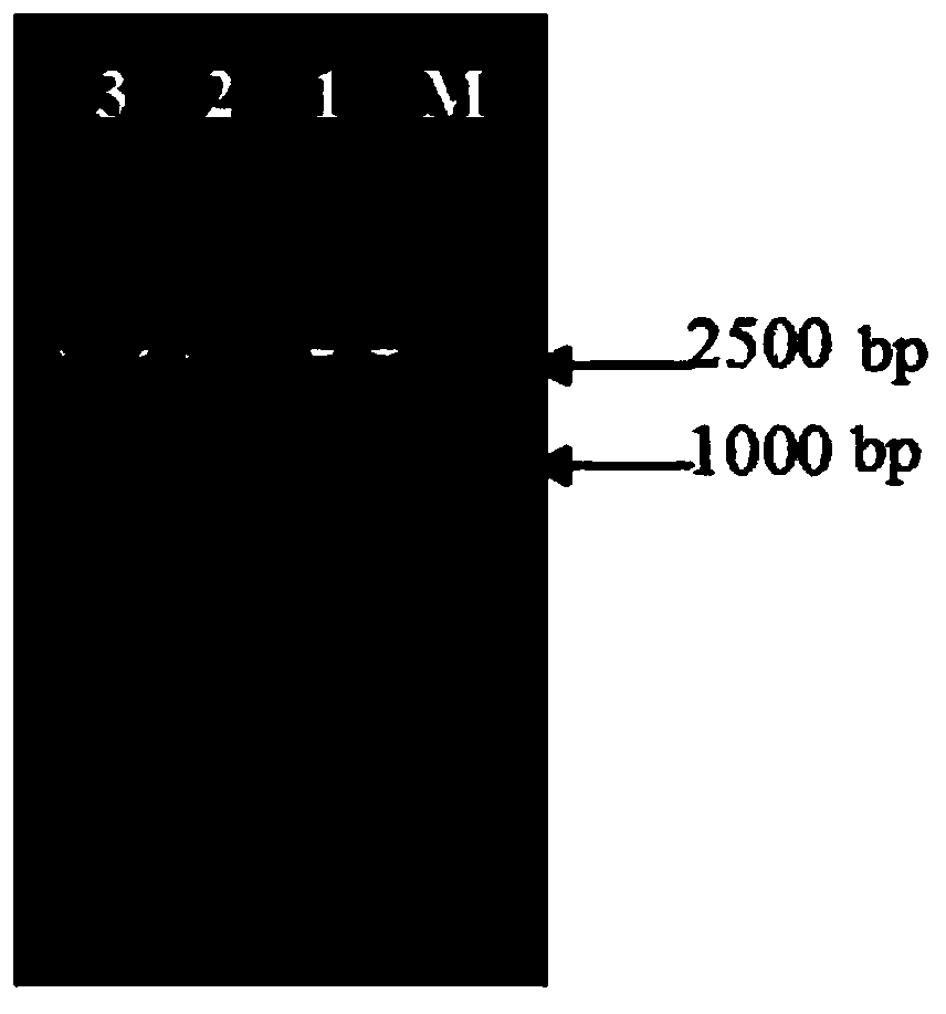 Suicide plasmid pYTRLRRT with prcR gene knockout effect and construction method thereof