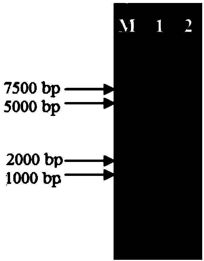 Suicide plasmid pYTRLRRT with prcR gene knockout effect and construction method thereof