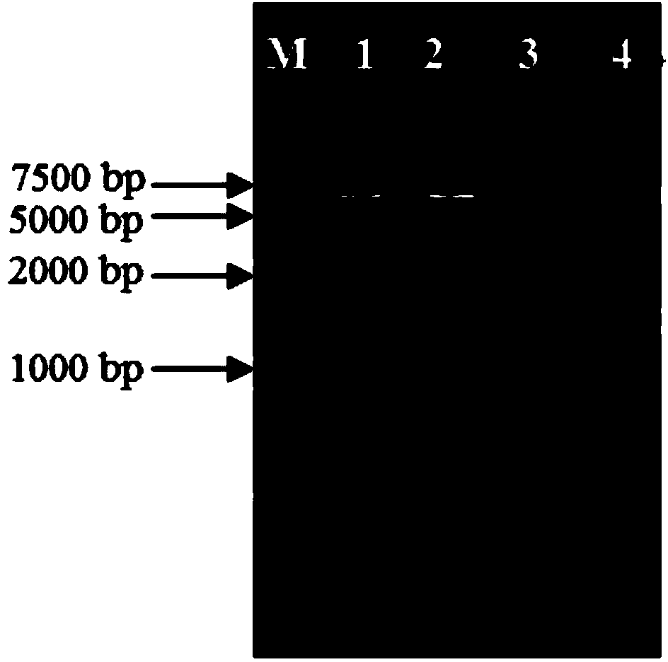 Suicide plasmid pYTRLRRT with prcR gene knockout effect and construction method thereof