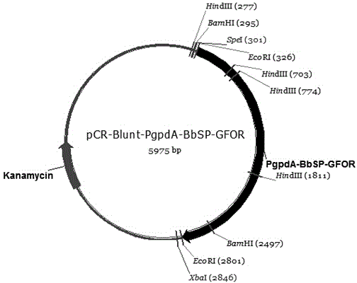 Recombinant glucose-fructose oxidoreductase and fungal expression vector as well as fungal insecticide thereof