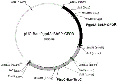 Recombinant glucose-fructose oxidoreductase and fungal expression vector as well as fungal insecticide thereof