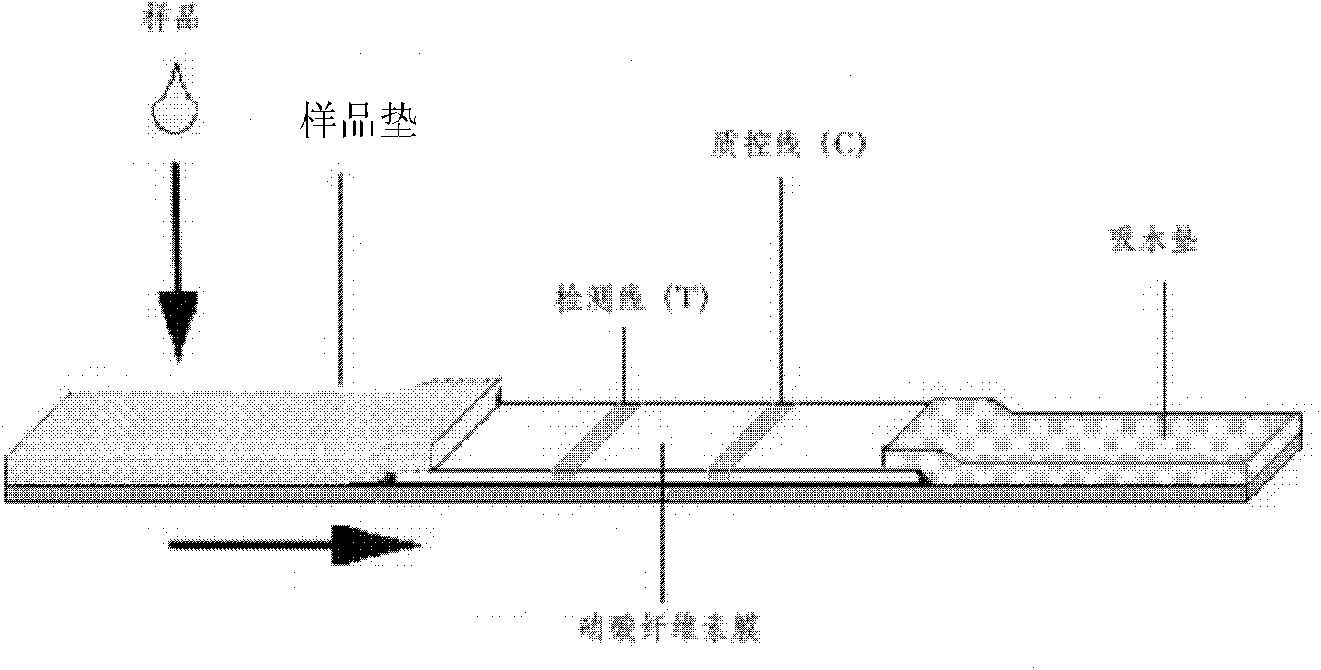 Immunochromatographic test strip for detecting malachite green (MG) and preparation process thereof