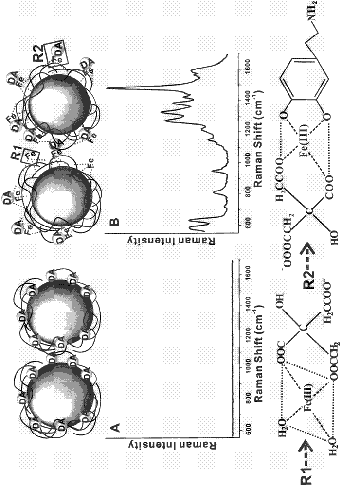 Dopamine detection method based on surface enhanced resonance Raman spectrum