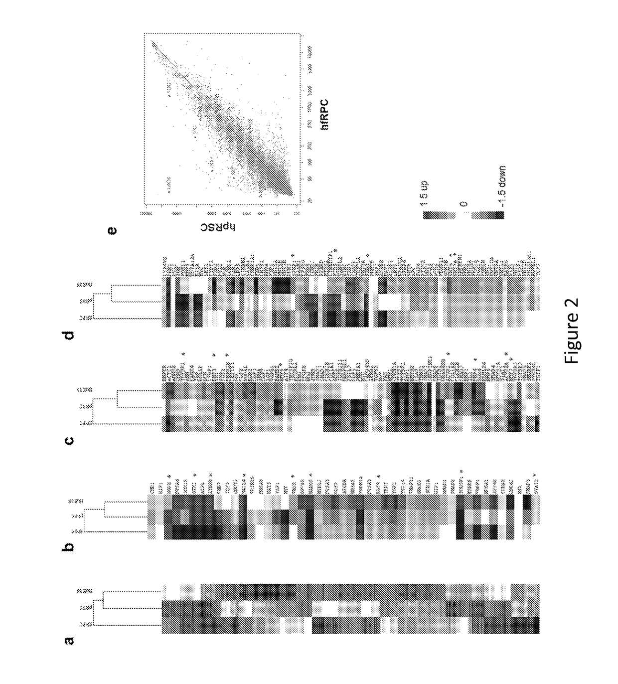 Methods of mammalian retinal stem cell production and applications