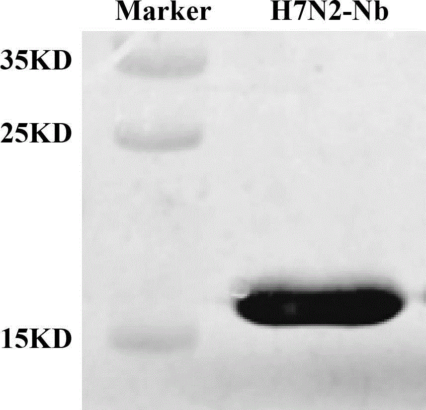 Nanometer antibody for avian influenza virus H7N2, and application of nanometer antibody